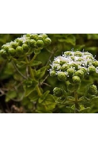 Granbusa Doğal Kekik 60 gr