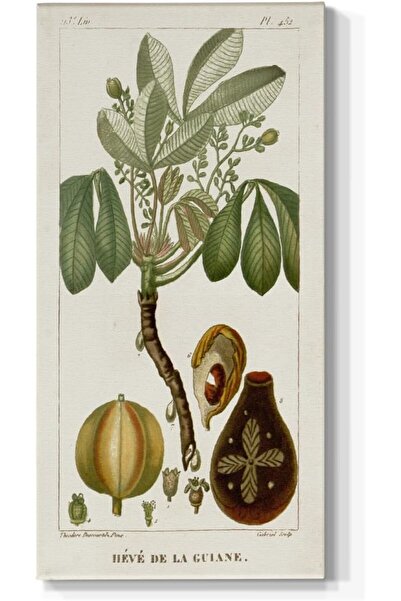 ALAYRA International Green Exotic Tropical Palm Wall Art – Canvas Hanging Pri...