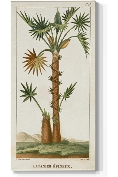 Emoda home Trove لوحة فنية جدارية من نخيل توربين الغريب - لوحة قماشية تجريدية...