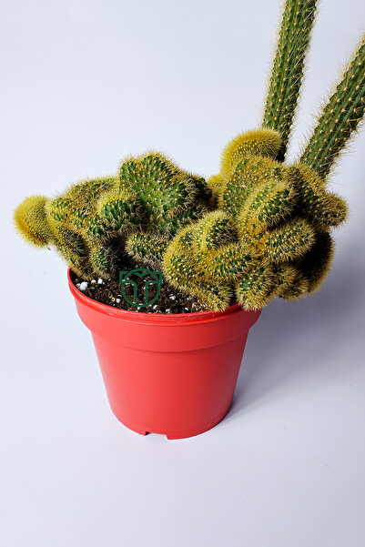 Toptan Kaktüs Arthrocereus Melanurus Cristata koleksiyon kaktüs