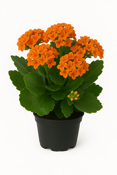 Floryalibotanik Turuncu Renkli Büyük Boy Canlı Kalanchoe Çiçeği - Salon Çiçeği