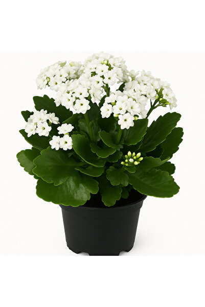 Floryalibotanik Beyaz Renkli Büyük Boy Canlı Kalanchoe Çiçeği - Salon Çiçeği