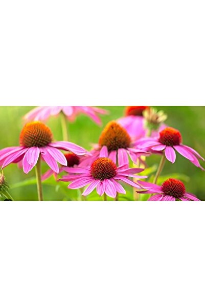 prestijiseed Eko Paket 50 Adet Ekinezya Çiçeği Tohumu Ekinezya Tohumu