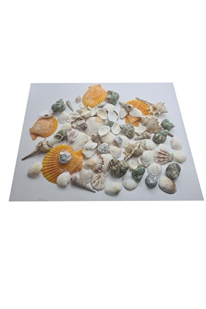 Generica أصداف بحرية طبيعية متنوعة الأحجام متعددة الألوان 85 قطعة