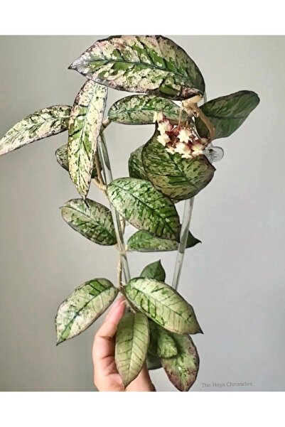 SİMAN BOTANİK Hoya Gunung Gading Ghost Mum Çiçeği