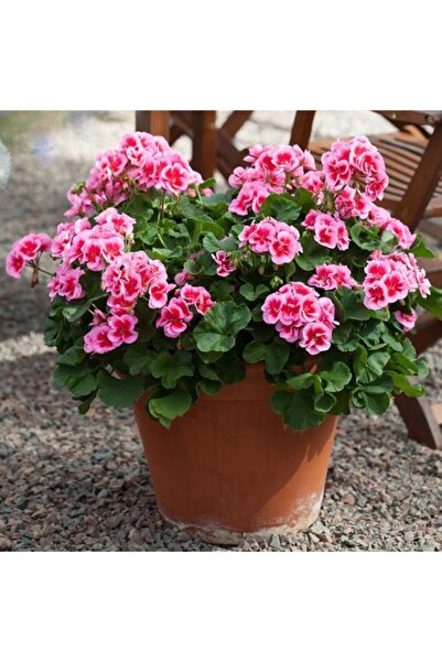 FMT TOHUMCULUK Çift Renkli Sardunya Çiçeği Fidanı Saksılı