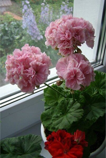 FMT TOHUMCULUK 10 Adet Pudra Renkli Gül Sardunya Çiçeği Tohumu