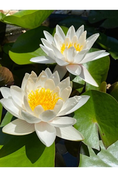 ŞAFAK PEYZAJ TOHUMCULUK Lotus Çiçeği Tohumu Nilüfer Çiçeği 3 Adet Beyaz Renk