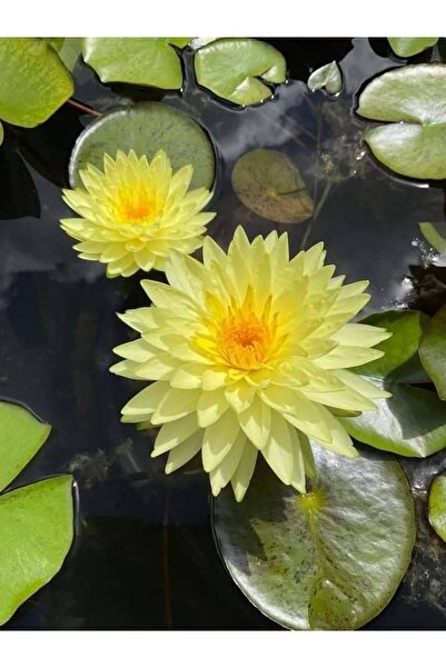 ŞAFAK PEYZAJ TOHUMCULUK Lotus Çiçeği Tohumu Nilüfer Çiçeği 3 Adet Sarı Renk