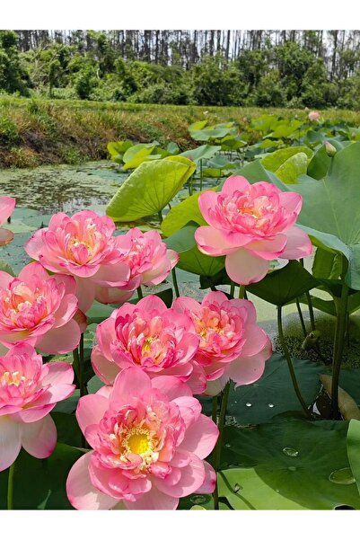 ŞAFAK PEYZAJ TOHUMCULUK Lotus Çiçeği Tohumu Nilüfer Çiçeği 10 Adet Açık Pembe...