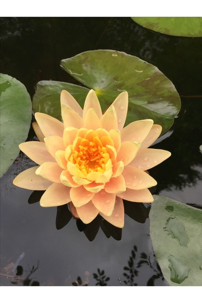 ŞAFAK PEYZAJ TOHUMCULUK Lotus Çiçeği Tohumu Nilüfer Çiçeği 5 Adet Turuncu Ren...