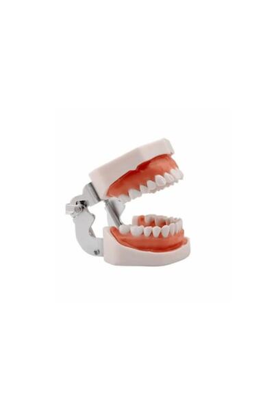 OEM RESTEQ Human Dental Jaw Model with 28 Removable Teeth, Realistic Design, Durable Material