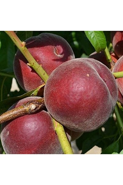 ASES 5 YAŞ SAKSIDA MEYVE VEREN ROYAL GLORY ŞEFTALİ FİDANI BOY 200CM+