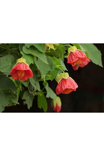 FMT TOHUMCULUK 10 Adet Kırmızı Renkli Abutilon Hybridum Çiçek Tohumu Ithal