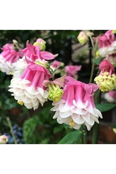 CANBOTANİK 15 Adet Özel Queen Pink Katmerli Haseki Küpesi Çiçek Tohumu