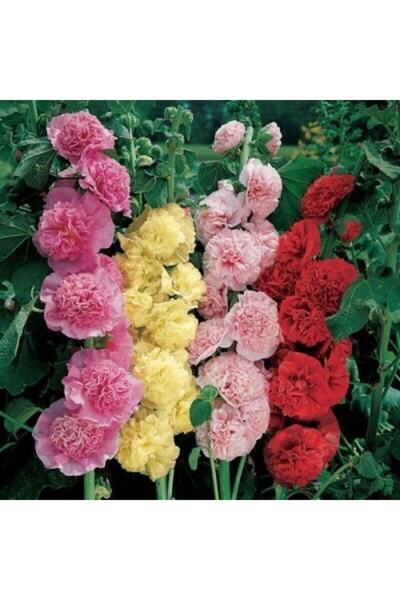 FMT TOHUMCULUK 10 Adet Karışık Renkli Gül Hatmi Çiçeği Tohumu