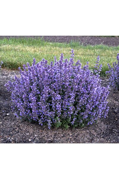 FMT TOHUMCULUK 10 Adet Kedi Nanesi Çiçek Tohumu