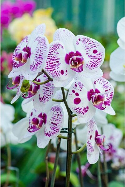 FMT TOHUMCULUK 10 Adet Özel Kokulu Orkide Çiçeği Tohumu