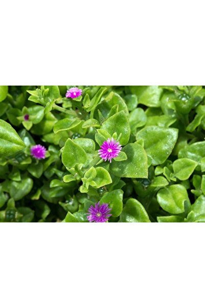 FMT TOHUMCULUK 15 Adet Mor Renk Yer Örtücü Rozet (buz) Çiçeği Tohumu