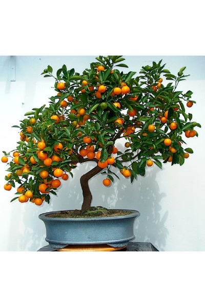 prestijiseed 3 Adet Bonsai Portakal Ağacı Tohumu Bodur Portakal Ağacı Tohumu