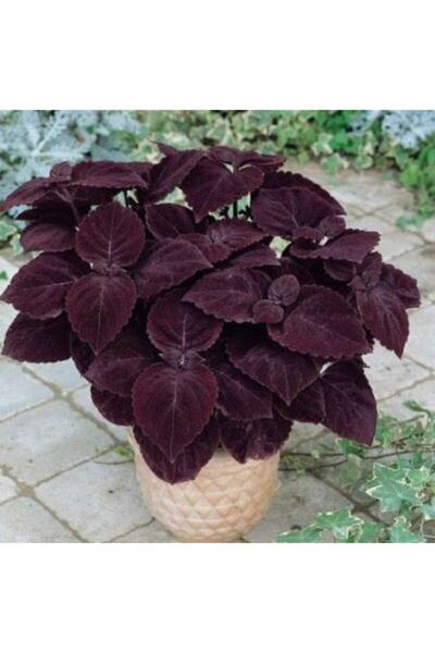 FMT TOHUMCULUK 10 Adet Koyu Bordo Renkli Kadife Kolyos Çiçeği Tohumu