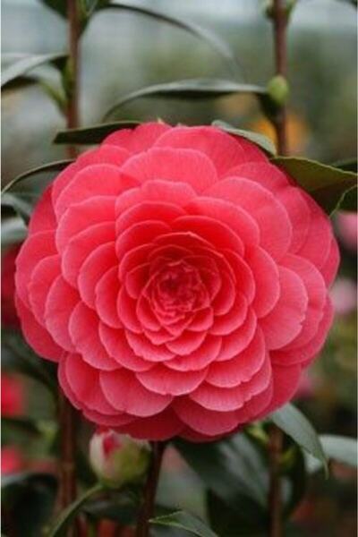 FMT TOHUMCULUK 15 Adet Pembe Renkli Japon Gülü Çiçeği Tohumu