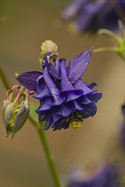 CANBOTANİK 15 Adet Özel Purple King Haseki Küpesi Çiçek Tohumu