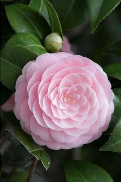 FMT TOHUMCULUK 15 Adet Soft Renkli Japon Gülü Çiçeği Tohumu