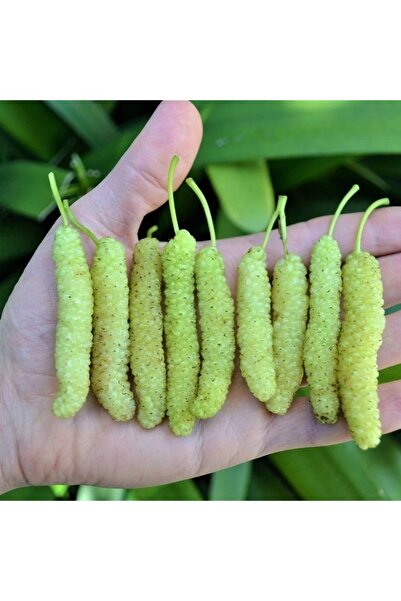 ASES SAKSIDA 5 YAŞ MEYVE VEREN BEYAZ PAKİSTAN ŞAH DUT FİDANI BOY 200CM+