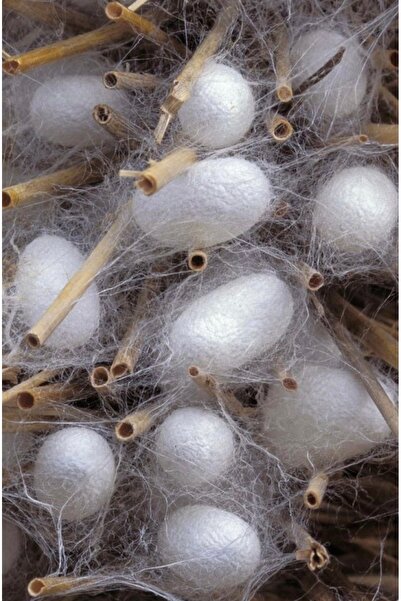 SUNYOGA Silk 22 Momme Italian Mulberry Silk Pure Silk Pillowcase Single Silk Pillowcase