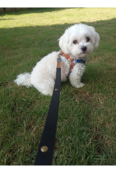 balkonda طوق للكلاب قابل للتعديل مع حزام للتنزه، مناسب للسلالات الصغيرة والمت...