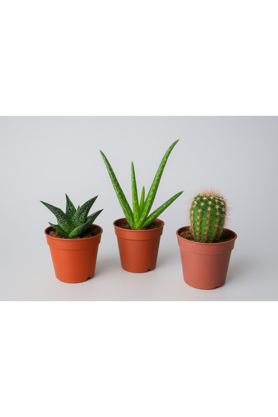mixify Dekoratif 3’lü Mini Sukulent Seti-Haworthia – Aloe Vera – Kaktüs Üçlü ...