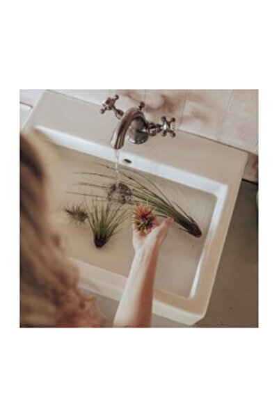 CORSA Tillandsia Melanocrater Red - Medium