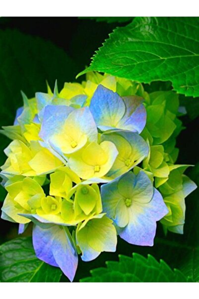 Genel Markalar 15 Adet Sarı-mavi Renkli Ortanca Çiçeği Tohumu