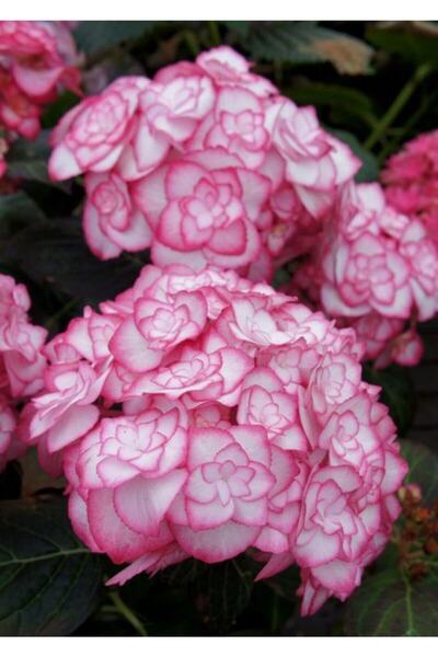 Genel Markalar 15 Adet Özel Renkli Ortanca Çiçeği Tohumu