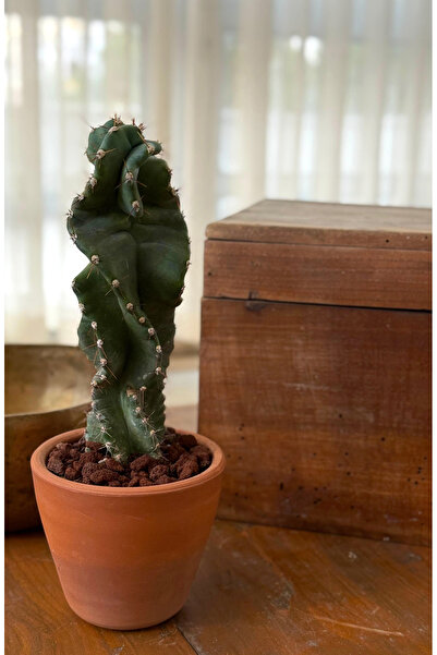 Le Bitki Atölyesi Cereus Forbesii Spiralis Spiral Sütun Kaktüs El Yapımı Çöml...