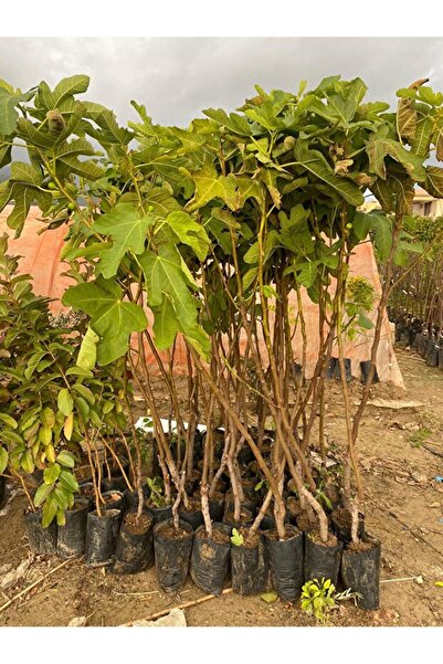 KASABALI FİDANCILIK SARI İNCİR (LOP) FİDANI 2 YAŞ TÜPLÜ 80-100CM