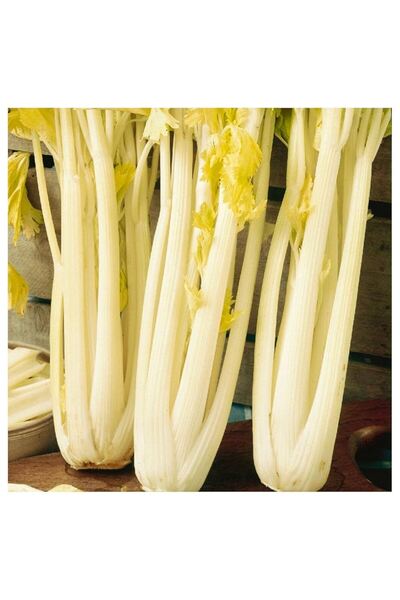 Tohum Dünyası 500+ adet Altın Pascal Sap Kereviz Tohumu