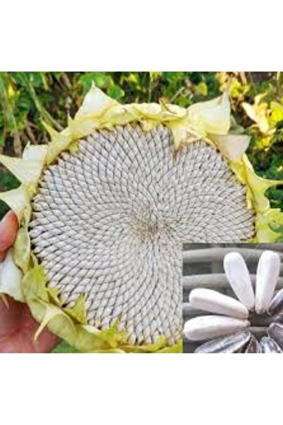 prestijiseed Ekim Seti 10 Adet Beyaz Ayçiçek Tohumu Beyaz Çekirdek Tohumu +Sa...