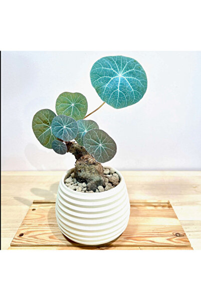 ATLANTE CACTUS Stephania kawesakii – Koleksiyon Seviyesi Caudex Türü