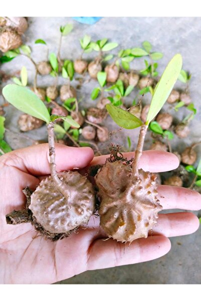 ATLANTE CACTUS Hydnophytum formicarum Jack (Karınca Bitkisi) – Nadir Caudex F...