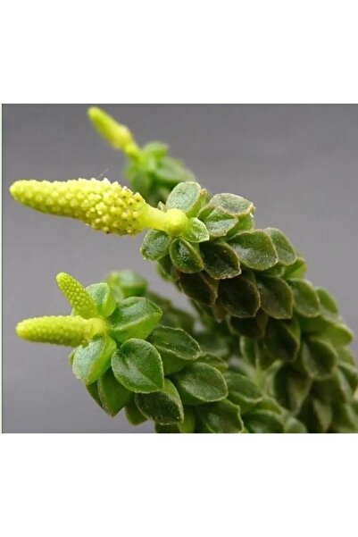 SukuLand Peperomia Columella koleksiyonluk özel tür sukulent 5,5cm saksıda