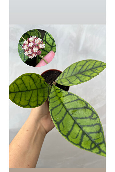 nazlı çiçekçilik Hoya Callistophylla kal-15 Mum Çiçeği 7lik saksıda