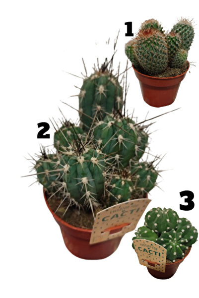 İlkadım Botanik İTHAL CEREUS ÇOKLU KAKTÜS P12