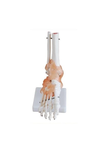Genel Markalar Ayak Eklem Modeli, Ligamentli (ayak Eklem Maketi, Ligamentli)