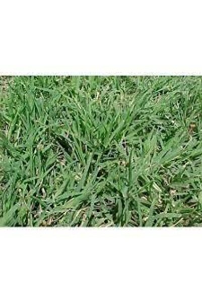 Discrete Grass Seed 500gr Cold Climate Resistant