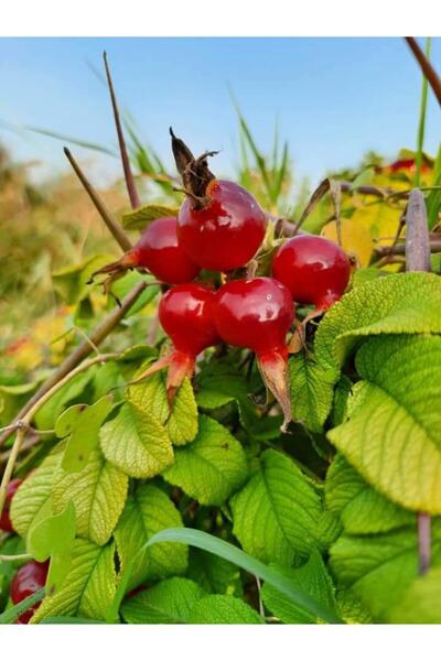 Fidanyolu Rugosa Kirmizi Kuşburnu