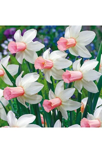 LOBELYA TOHUMCULUK 4 Adet Pembe Göbekli Renkli Nergis Çiçeği Soğanı Kokulu