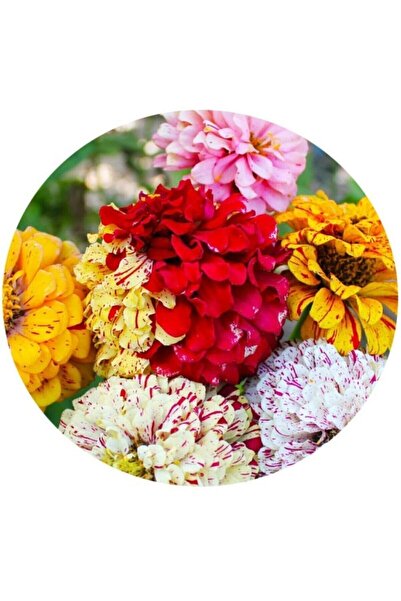 Tohum Dünyam Karışık Renkli Lekeli Zinnia Çiçeği Tohumu