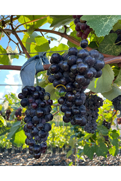 FİDAN SEPETİM 3 Yaş Kokulu Siyah İsabella Üzüm Fidanı